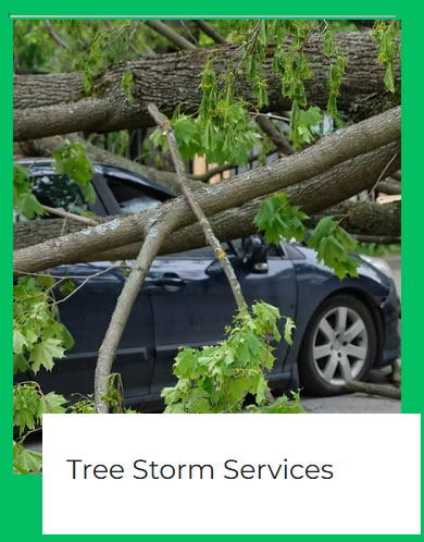 tree removal