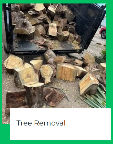 tree_removal_fort_pierce