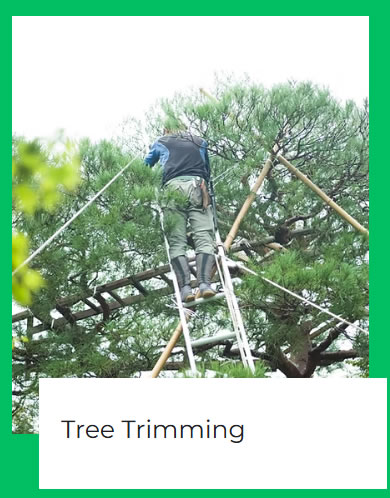 tree_triming_fort_pierce