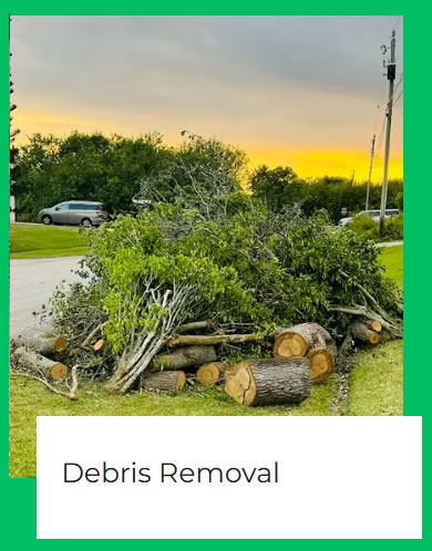 tree_removal_hutchinson_island