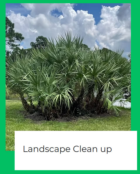 tree_removal_port_st_lucie